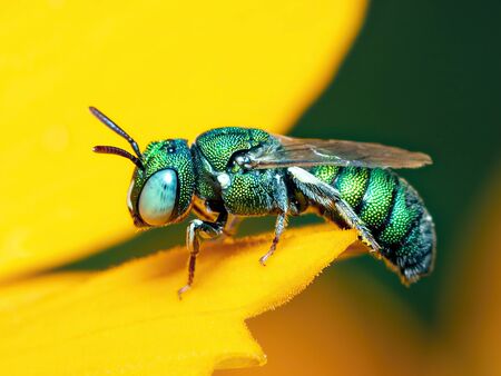 Image of cuckoo wasp (Chrysididae) on yellow flower on a naturalの写真素材