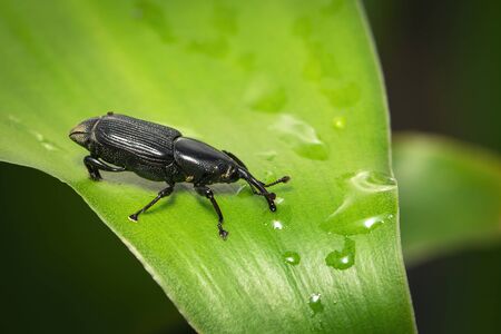 Image of banana root borer beetle (Cosmopolites sordidus) on green leaves on a naturalの写真素材