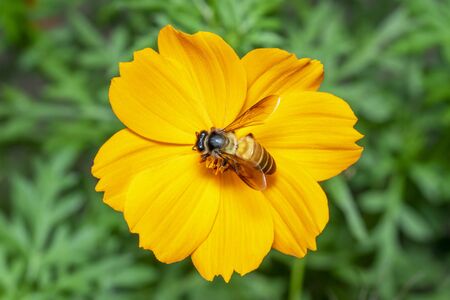 Image of giant honey bee(Apis dorsata) on yellow flower collects nectar on a natural