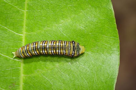 Image of Spot Swordtail Caterpillar brown morph(Graphium nomius) on green leaves on a natural