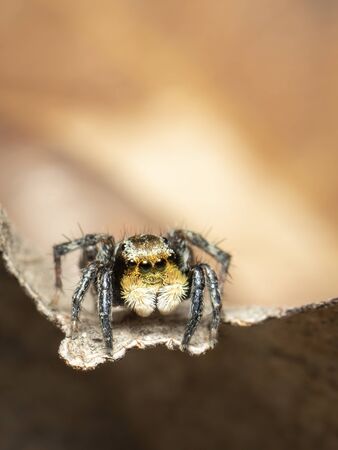 Image of jumping spiders (Salticidae) on a naturalの写真素材