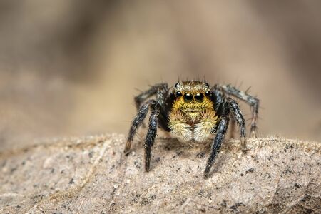 Image of jumping spiders (Salticidae) on a naturalの写真素材