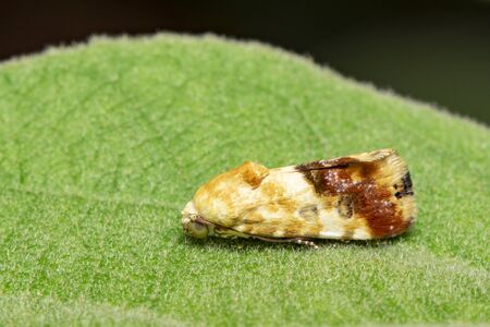 Image of brown Moth on green leaves