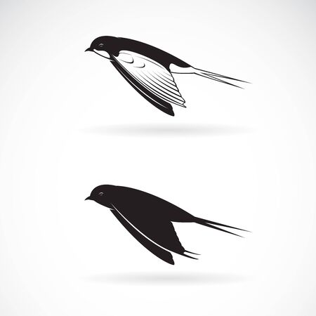 Vector of barn swallow flying design on whiteのイラスト素材