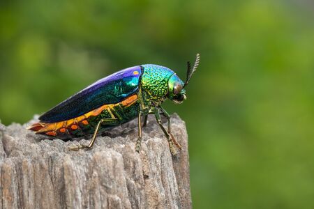 Image of green-legged metallic beetle (Sternocera aequisignata)の写真素材