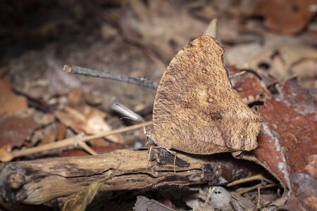 Image of brown butterfly on nature background. Insect. Animal.