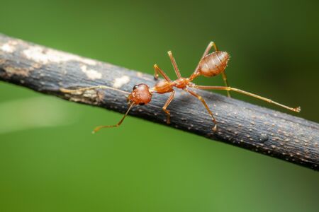 Image of red ant(Oecophylla smaragdina) on the branch.の写真素材