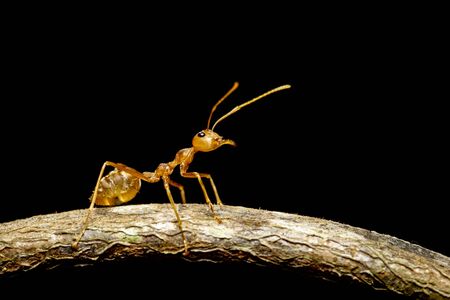 Image of red ant(Oecophylla smaragdina) on the branch. Insect. Animal.の写真素材
