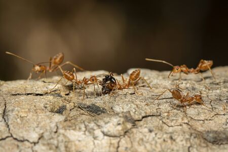 Image of red ant(Oecophylla smaragdina) on tree. Insect. Animal.の写真素材