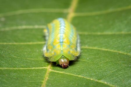 Image of Green Moth Caterpillar on green leaves. Insect. Animal