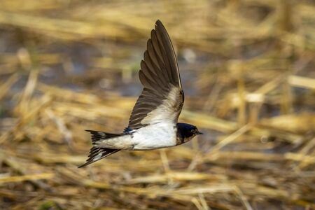Image of barn swallow flying on a naturalの写真素材