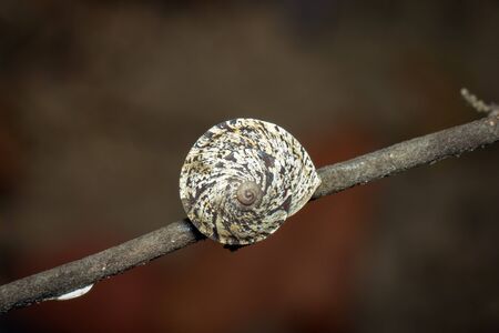 Image of dead snail shells on a tree branch on a natural background. Insect. Animal.