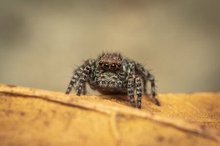 Image of jumping spiders (Salticidae) on a natural background., Insect. Animal.の写真素材