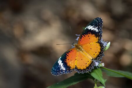 Image of Leopard lacewing Butterfly (Female) on a natural background, Insect. Animal.