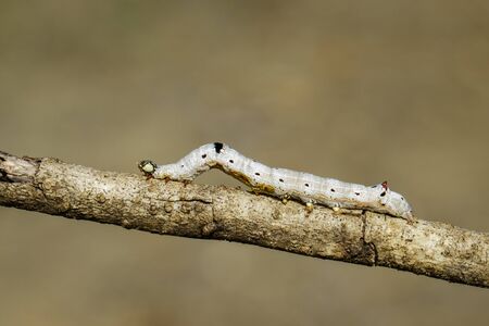 Image of brown caterpillar butterfly on the branches on a natural background. Insect. Animal.