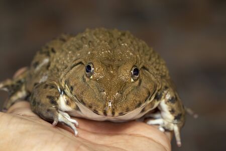 Image of Chinese edible frog, East Asian bullfrog, Taiwanese frog (Hoplobatrachus rugulosus). Amphibian. Animal.の写真素材