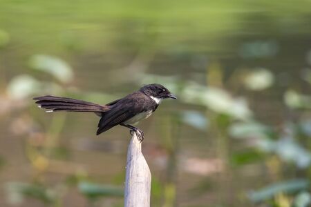 Image of oriental magpie robin (Copsychus saularis) on branch on nature