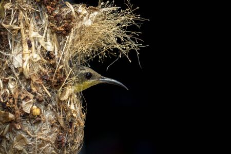 Image of sunbird in the nest on natureの写真素材