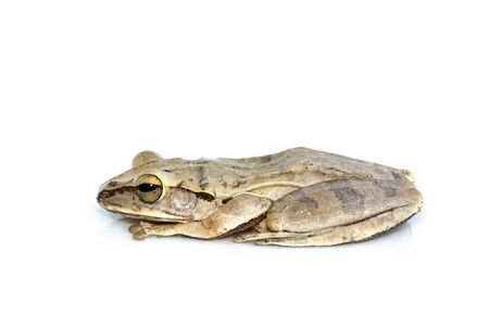 Image of Common tree frog, four-lined tree frog on whiteの写真素材