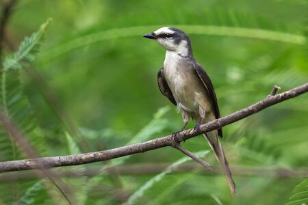 Image of Ashy Minivet Bird (Pericrocotus divaricatus) on a tree branch on nature background. Birds. Animal.の写真素材