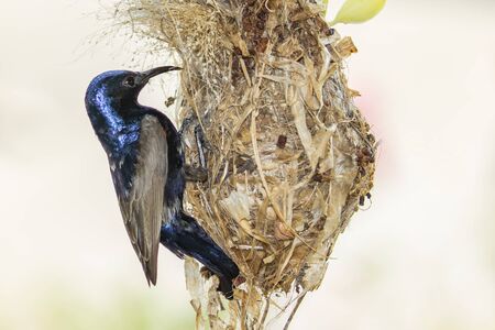 Image of Purple Sunbird (Male) and the bird's nest on nature background. (Cinnyris asiaticus). Bird. Animals.の写真素材
