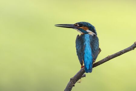 Image of common kingfisher (Alcedo atthis) perched on a branch on nature background. Bird. Animals.の写真素材