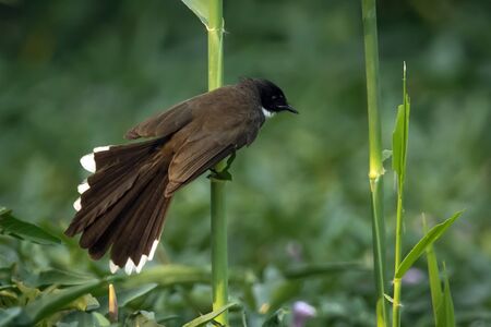 Image of Sunda Pied Fantail or Malaysian Pied Fantail(Rhipidura javanica) on branch on nature...