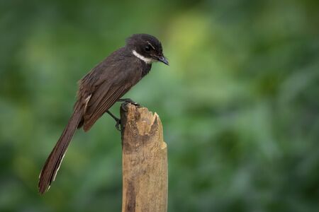 Image of Sunda Pied Fantail or Malaysian Pied Fantail(Rhipidura javanica) on branch on nature background. Bird. Animals.の写真素材