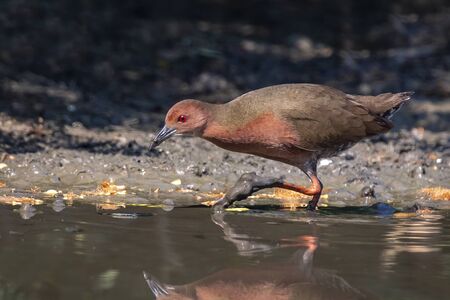 Image of Ruddy-breasted crake bird(Porzana fusca) are looking for food in swamp on nature background. Bird. Animals.の写真素材