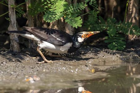 Image of Asian pied myna bird or pied starling (Gracupica contra)  on nature background. Bird. Animals.の写真素材