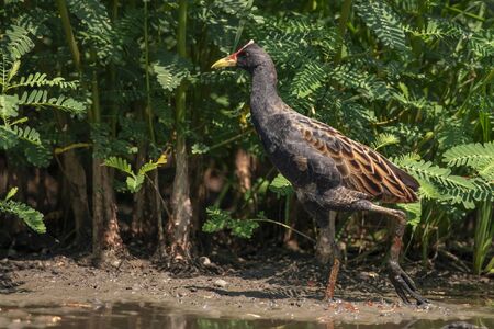 Image of Watercock bird (Gallicrex cinerea) looking for food in the swamp on nature background....