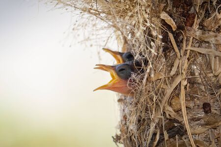 Image of baby birds are waiting for the mother to feed in the bird's nest on nature background. Bird. Animals.の写真素材
