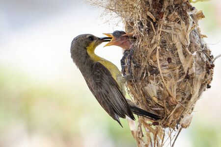 Image of Purple Sunbird (Female) feeding baby bird in the bird's nest on nature background....