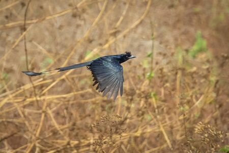 Image of Greater Racket-tailed Drongo flying on nature