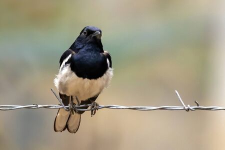 Image of Oriental magpie robin (Copsychus saularis) on the barbed wire on nature background. Birds. Animals.の写真素材
