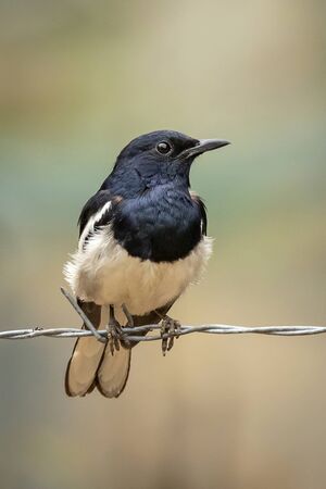 Image of Oriental magpie robin (Copsychus saularis) on the barbed wire on nature background. Birds. Animals.の写真素材