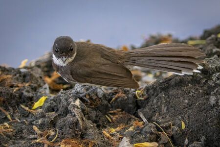 Sunda Pied Fantail or Malaysian Pied Fantail standing on the ground.の写真素材