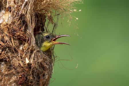Image of baby birds are waiting for the mother to feed in the bird's nest on nature background. Bird. Animals.の写真素材