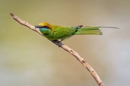 Image of Green Bee-eater bird(Merops orientalis) on a tree branch on nature background. Bird....