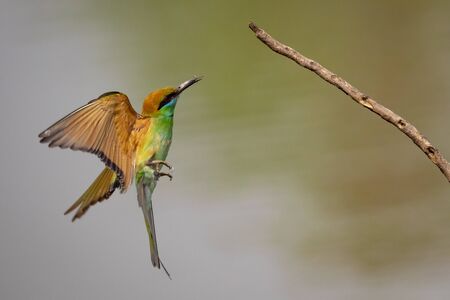 Image of Green Bee-eater bird(Merops orientalis) flying on nature background. Bird. Animals.