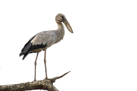 Asian openbill (Anastomus oscitans) on a tree branch on white