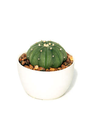 Image of cactus in pots isolated on white background. Small decorative plant. Front view.の写真素材