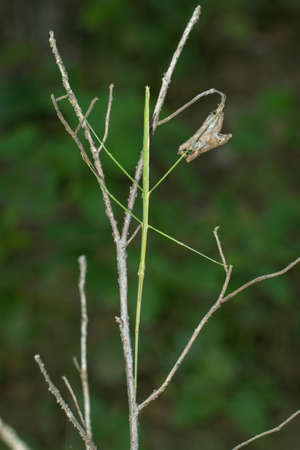 Image of a siam giant stick insect on the branch on nature background. Insect. Animal.の写真素材