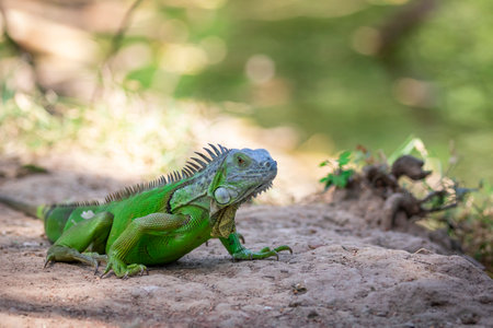 Image of green iguana morph on a natural background.の写真素材