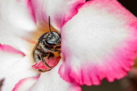 Image of black wasp on flower on nature background. Insect. Animal.