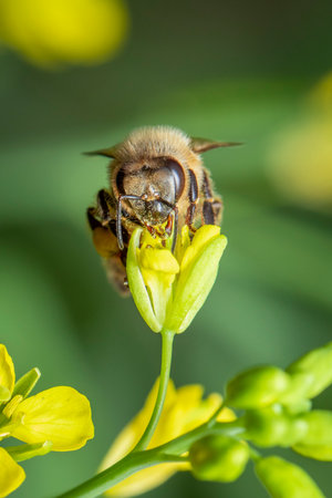 Image of bee or honeybee on flower collects nectar. Golden honeybee on flower pollen with space blur...