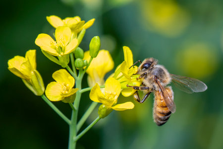 Image of bee or honeybee on flower collects nectar. Golden honeybee on flower pollen with space blur...