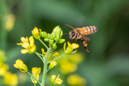 Image of bee or honeybee on flower collects nectar. Golden honeybee on flower pollen with space blur...