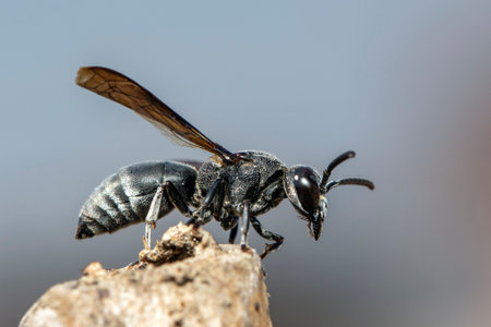 Image of black wasp on the stump on nature background. Insect. Animal.の写真素材