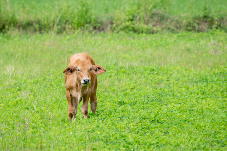 Image of brown cow in natureの写真素材